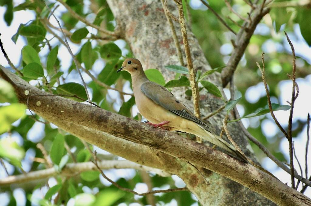 Mourning Dove by btrentler is licensed under CC BY 2.0.
